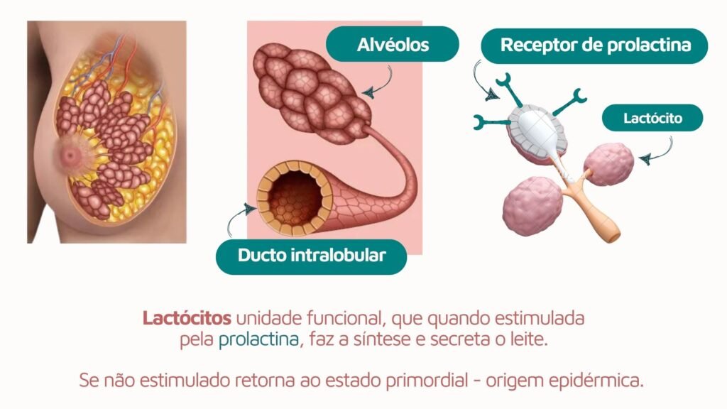 Lactócitos na amamentação